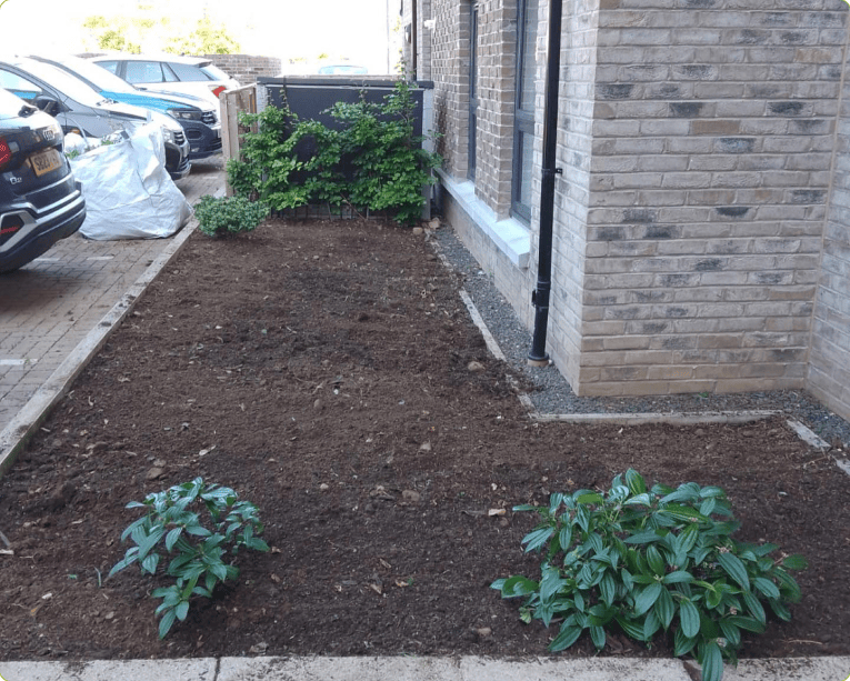 This is an image of ground earth been dug up and ploughed and some lovely new plants growing out of it neat and tidy
